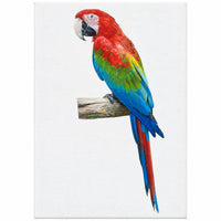 ARARA 20X30CM
