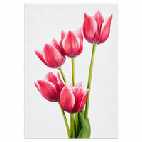 TULIPAS ROSAS 20X30CM