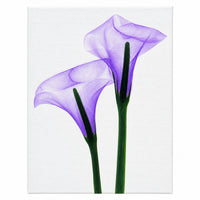 COPOS-DE-LEITE ROXOS 20X30CM