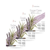 Bloco de Papel para Aquarela Hahnemühle Sugar Cane 290g/m² Textura Fina A3, A4 e A5 Com 12 Folhas