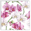 Guardanapo para Decoupage Ambiente 33x33cm com 20 Unidades - Flor Orquídea