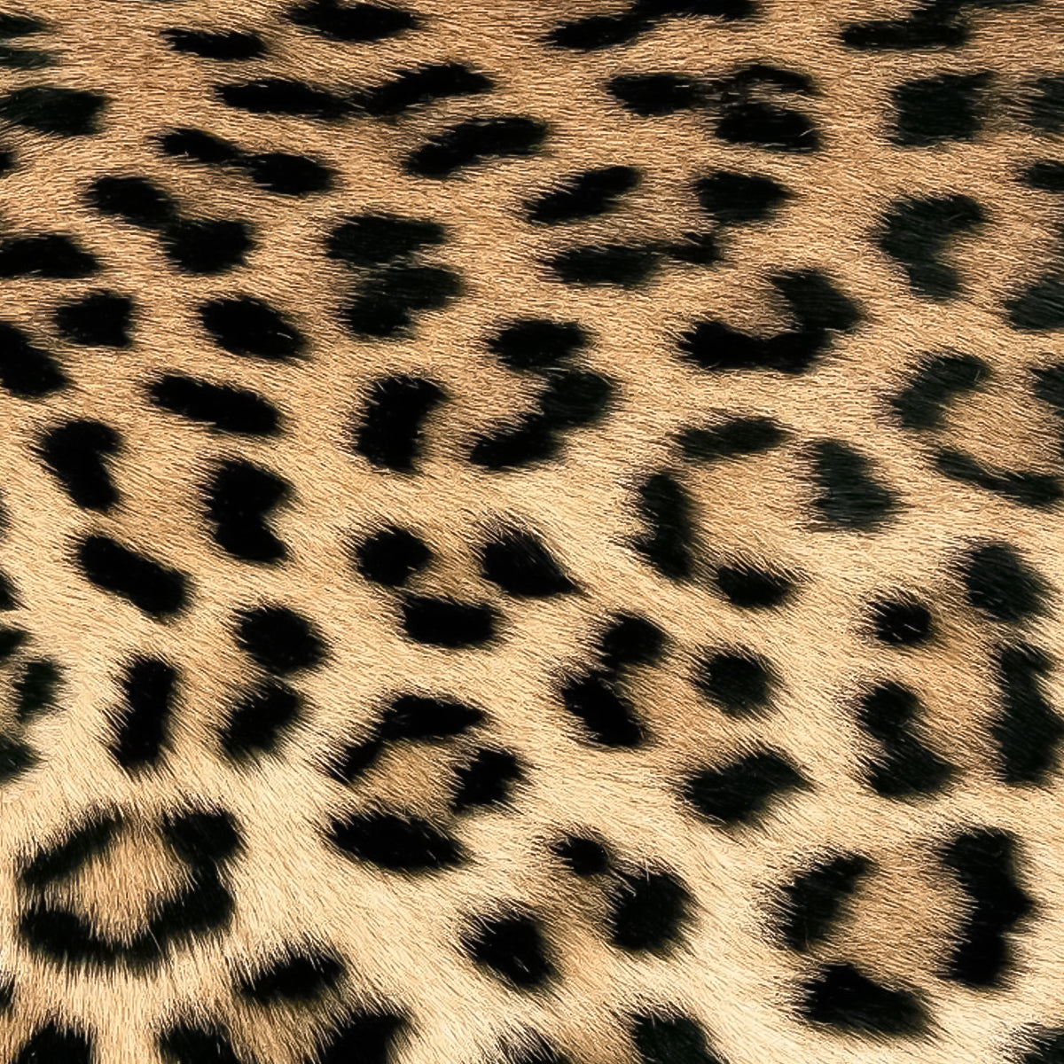 Guardanapo para Decoupage Ambiente 33x33cm com 20 Unidades - Pele de Leopardo