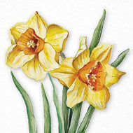 Guardanapo para Decoupage Ambiente 33x33cm com 20 Unidades - Narcisos em Flor