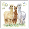 Guardanapo para Decoupage Ambiente 33x33cm com 2 Unidades - Lhamas