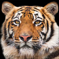 Guardanapo para Decoupage Ambiente 33x33cm com 20 Unidades - Tigre de Bengala