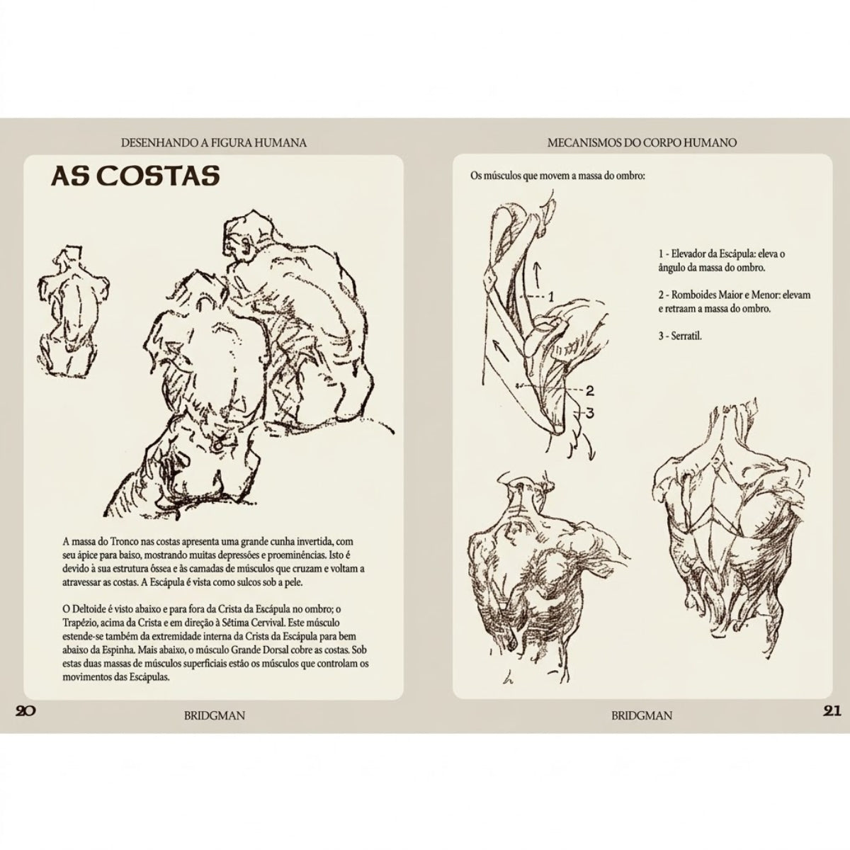 Livro Desenhando a Figura Humana - a Máquina Humana - George B. Bridgman - Criativo