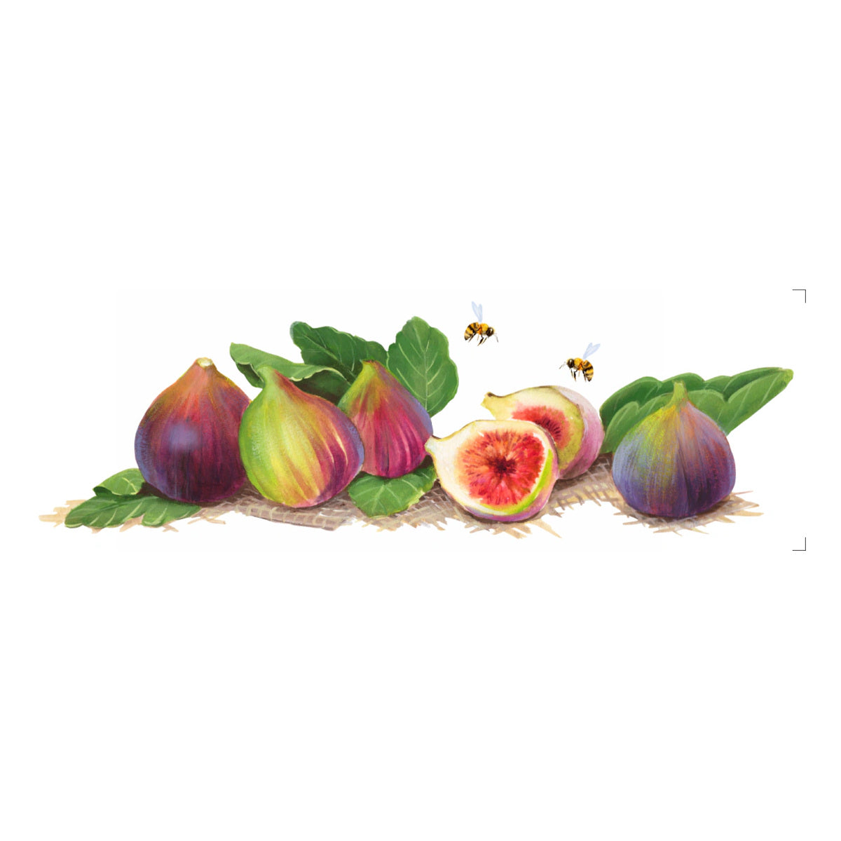 Transfer Têxtil Frutas Figos 10x30cm para Personalização de Tecidos 3826 - Opa