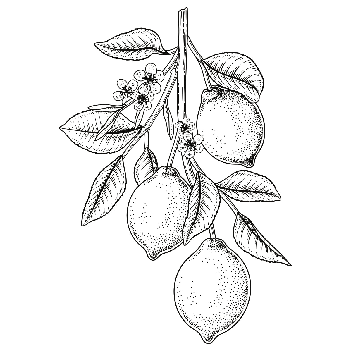 Livro a Arte de Desenhar - Frutas - Renato Silva - Criativo