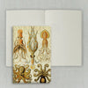 Caderno Journal Folk Books 13,5x9 sem Pauta Polvos & Lulas 